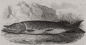 Angling notes for the month. The Pike