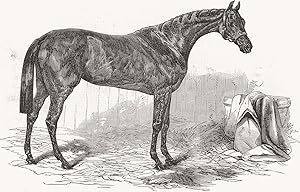 "Flying Dutchman," the winner of the Great St. Leger Stakes - Doncaster Races, 1849