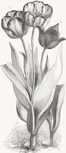 1. Seedling Tulip, raised by Mr. Groom. 2. Feathered Bizard Tulip: "Dr. Horner". 3. Wild Tulip of...