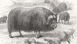 Musk ox, in the natural history collection of the British Museum