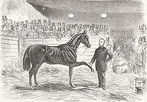 The supposed incurable horse "Cruiser" under Mr. Rarey's Treatment