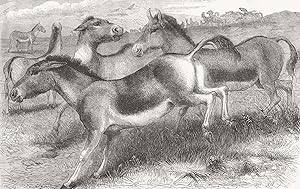 The Kiang, or wild horse of Thibet (Equus Kiang)