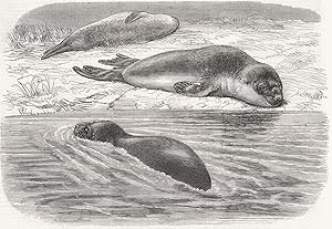 The bladder-nosed seals in the Zoological Society's Gardens