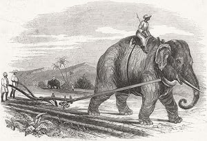 The elephant plough, for preparing a sugar plantation