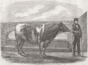 "Jamie," a bull of pure Yorkshire breed, which obtained the 1st prize gold medal