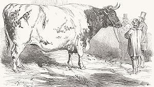 Sir Harney Verney's Huge short-horned ox, exhibited at the Smithfield club show