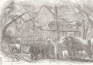 Immagine del venditore per Elephant Kraal, Island of Ceylon venduto da Antiqua Print Gallery