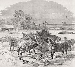 Sheep in winter time