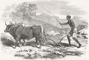 A native ploughing in the province of Tigre - The Abyssinian Expedition