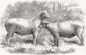 Prize of honour (Cotswold-Berrichon) sheep, exhibited by M. Lalouel De Sourdeval - Poissy Cattle ...