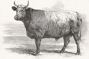 Prize of honour (Durham-Charolais) ox, exhibited by M. Tiersonnier - Poissy Cattle Show