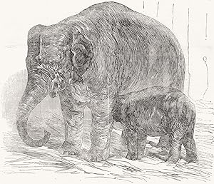Elephant Calf, in the Menagerie of the Zoological Society, Regent's-Park