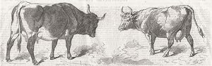 Pinzgau cow (Austria); Paris agricultural exhibition; Swiss cow, from the Canton De Vaud