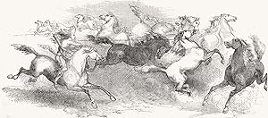 Mr. Faton stone's capture of the wild horse of the prairie