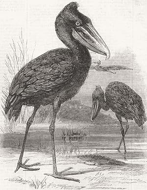 The Balaeniceps Rex, or stork of the white Nile. Recently added to the Zoological Society's Garde...