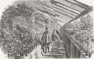 The show of Camellias at the Vauxhall Nursery