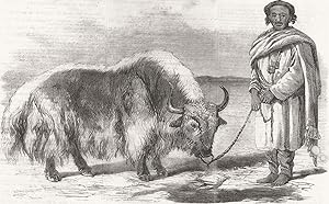 The Yak, or Thibet ox