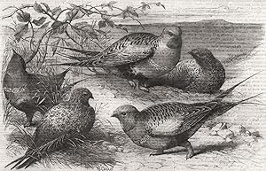 Pallas sand-grouse (Syrrhaptes Paradoxus) in the Zoological society's Gardens, Regent's Park