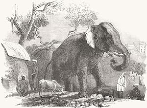 Elephant belonging to the Rajah of Bhurtpore