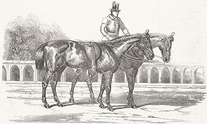 The Duke's horse, at Walmer