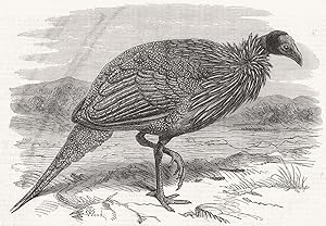 The Vulturine Guinea-Fowl in the Zoological Society's Gardens