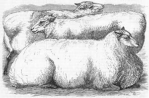 Seller image for Prize sheep for sale by Antiqua Print Gallery