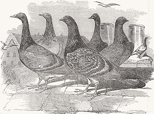 Carrier Pigeons for the renewed branch expedition in search of Sir John Franklin