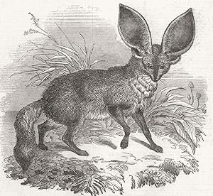 Long-eared fox, at the gardens of the Zoological Society
