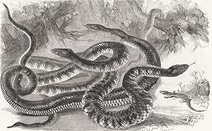 Australian Venemous serpents recently added to the collection of reptiles in the gardens of the Z...