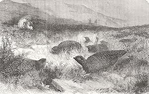 Grouse-shooting