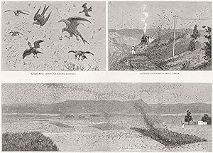 The Locust Plague in Northern India: Kites and crows catching Locusts; Locusts stopping a mail tr...