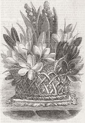 Vase of Crocuses