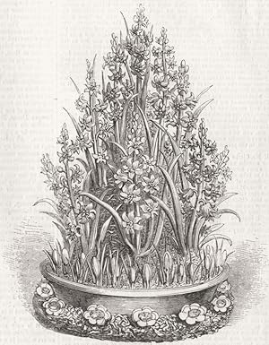 A cone of Hyacinths