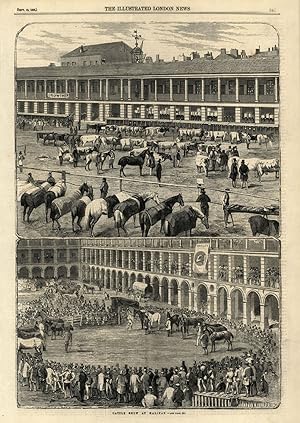 Cattle show at Halifax