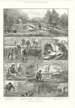 1. Fish-breeding ponds of Mr. T.Andrews, at Hind head, near Haslemere, 2. Catching the fish for t...