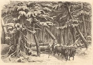 Lumbering in New Brunswick - lumbermen at work in the forest