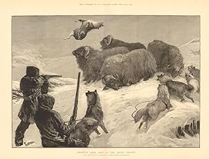 Shooting Musk Oxen in the Arctic Regions