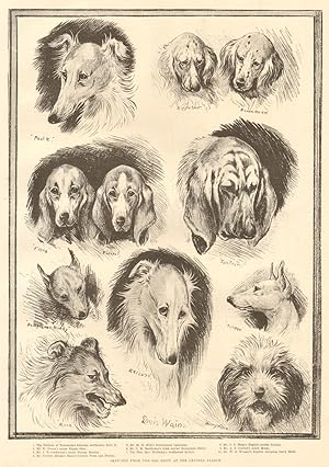 Sketches from the dog show at the Crystal Palace
