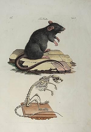 Die Ratte. Tab. I. Altkolorierter Kupferstich aus Johann Daniel Meyer "Angenehmer und nützlicher ...