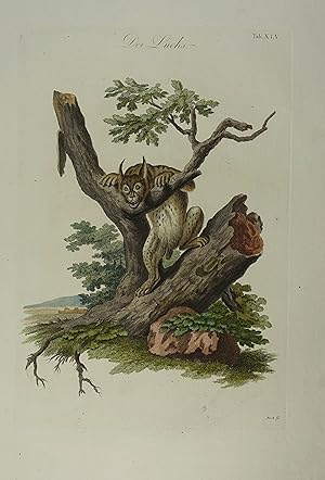 Der Luchs. Tab.XLV. Altkolorierter Kupferstich aus Johann Daniel Meyer "Angenehmer und nützlicher...