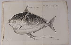 1749 engraving of "The Opah or King Fish"