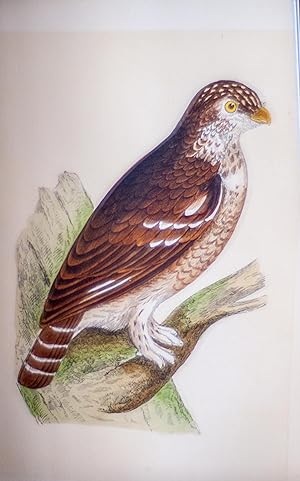 A history of the birds of Europe not observed in the British Isles.