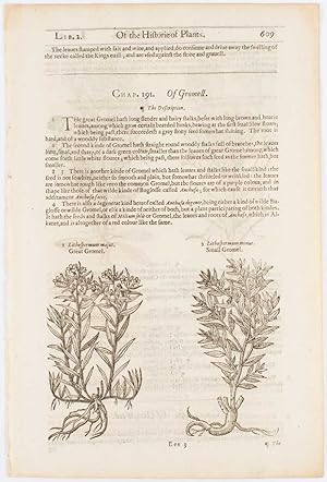 Image du vendeur pour [Botanical Engraving of Two Kinds of Gromell or Gromwell Plants] mis en vente par Asia Bookroom ANZAAB/ILAB