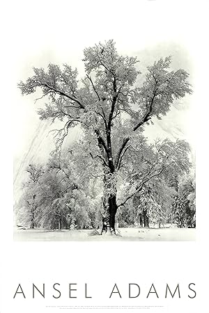 Seller image for ANSEL ADAMS Oak Tree, Snowstorm, Yosemite National Park, California (1948), 1997 for sale by Art Wise