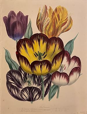 Tulipa Gesneriana, The Duke of Sutherland, The Duchess of Montrose, The Claude, The Parrot Tulip