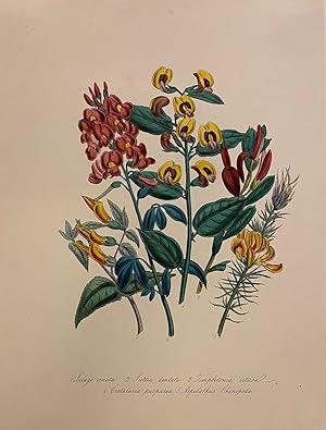 Bild des Verkufers fr Lalage ornata, Scottia dentata, Temptetonia retusa, Crotalaria purpurea, Aspalathus Chenopoda zum Verkauf von Argosy Book Store, ABAA, ILAB
