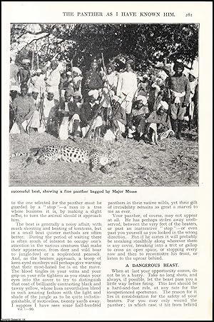Seller image for The Panther as I have known him : well-known big-game hunter, when on the track of the spotted cat, on one of the most formidable adversaries in the jungle. An uncommon original article from the Wide World Magazine, 1923. for sale by Cosmo Books