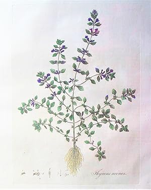 Antique Copperplate Engraving. Botanical- Thumus Acinos.