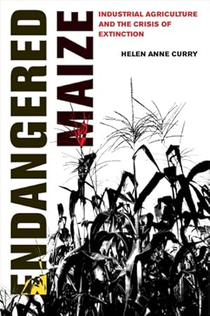 Immagine del venditore per Endangered Maize : Industrial Agriculture and the Crisis of Extinction venduto da GreatBookPrices