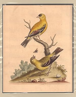 The American Goldfinch, Cock and Hen